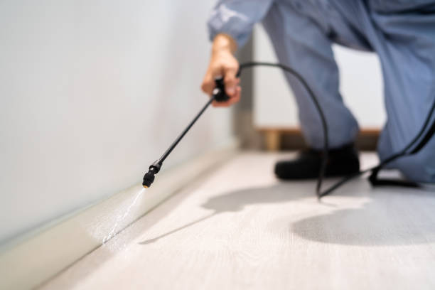 Rodent Entry Point Assessment in Bellevue