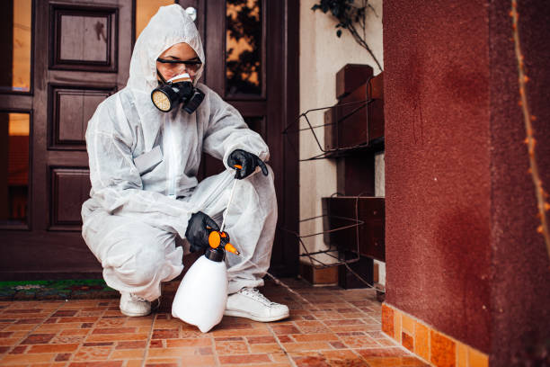 Attic and Crawl Space Rodent Treatment in Bellevue