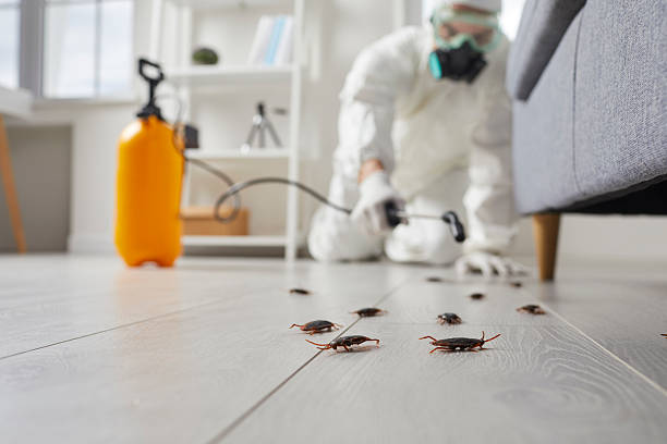 Commercial Rodent Management in Bellevue